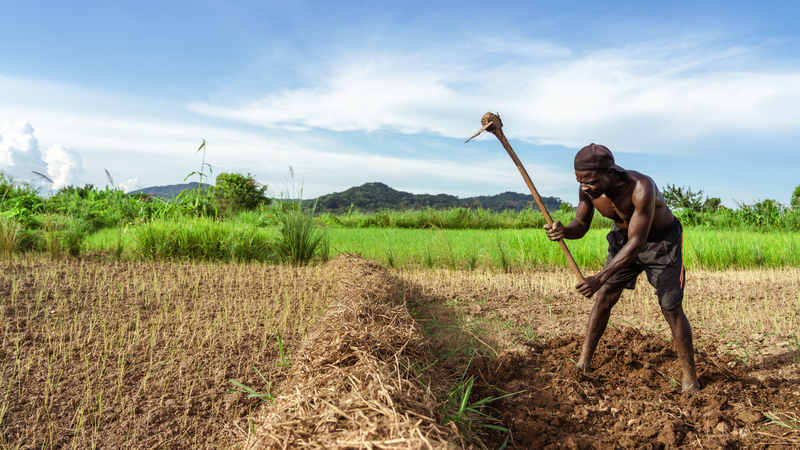 Small-scale farming techniques